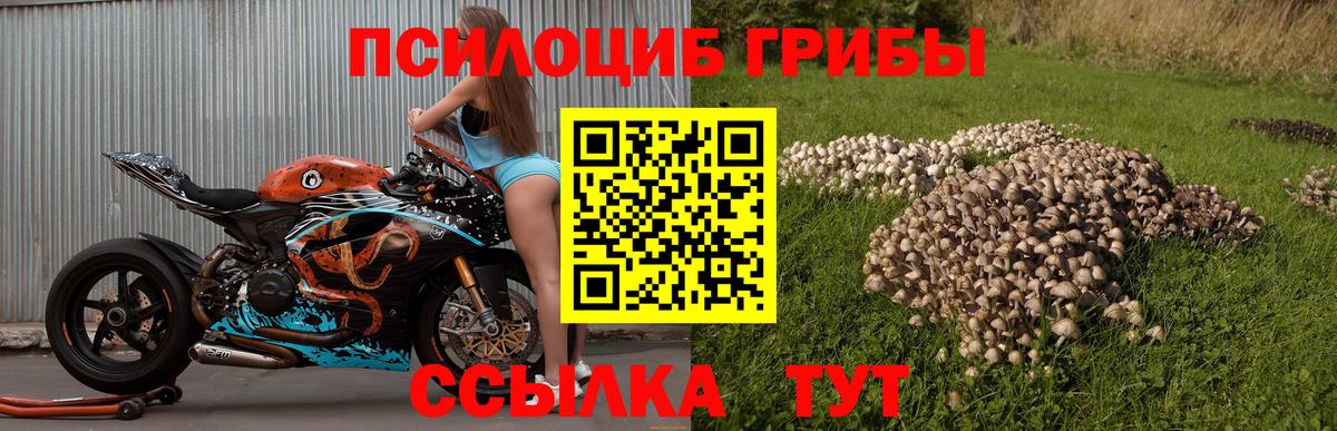 Петрозаводск  Псилоцибиновые грибы прущие грибы  купить   Вход с VPN 